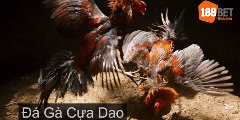 đá gà cựa dao