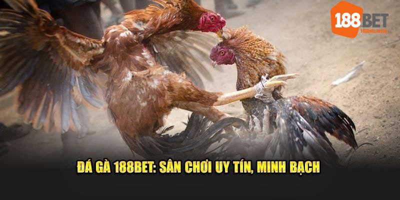 Tham gia chơi tại sảnh đá gà 188bet cực kì minh bạch